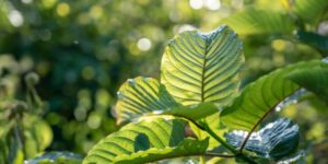 kratom for beginners