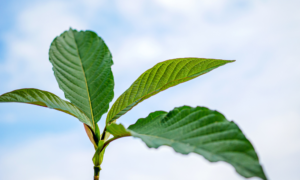 Buying Kratom In Boston