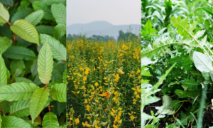 Kratom vs Hemp vs Marijuana